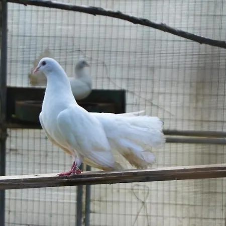 Διαμέρισμα Le Casette Nel